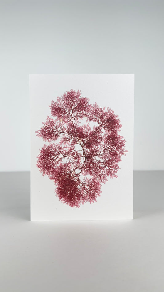 Seaweed Greeting Cards