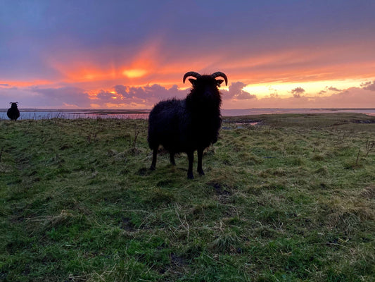 Ealasaid the crofting vet with her menagerie of feathered, furry and woolly friends.