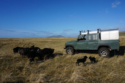 Beautiful spring weather for our lambing...
