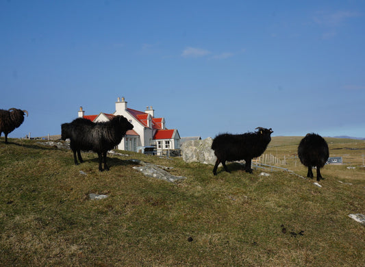 Lambing on Sunhill Croft, Isle of Berneray.