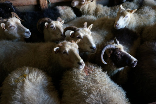 Leader sheep and sheep farming in Iceland