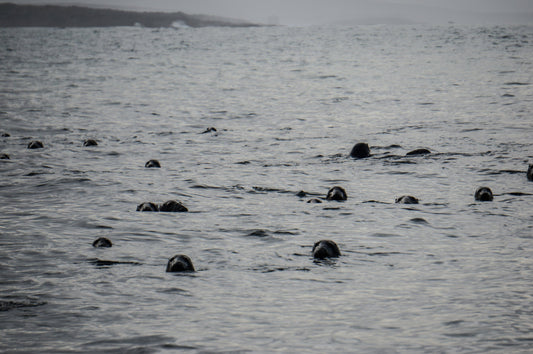 Welcome to 'Sileigh'  ... the island of the seals.