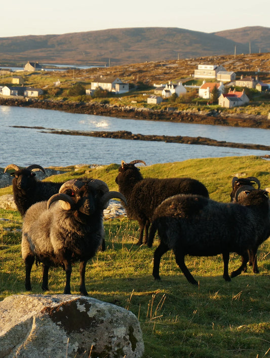 A new Hebridean tup for Sunhill croft