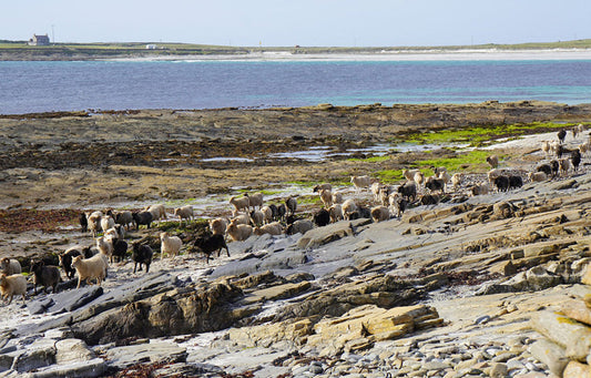North Ronaldsay Sheep