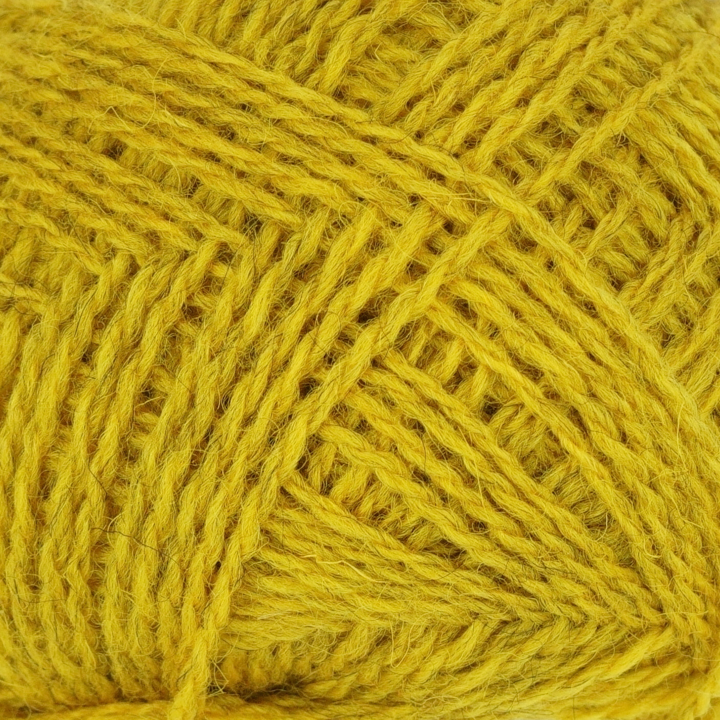 Lichen detail shot: warm, mustard yellow