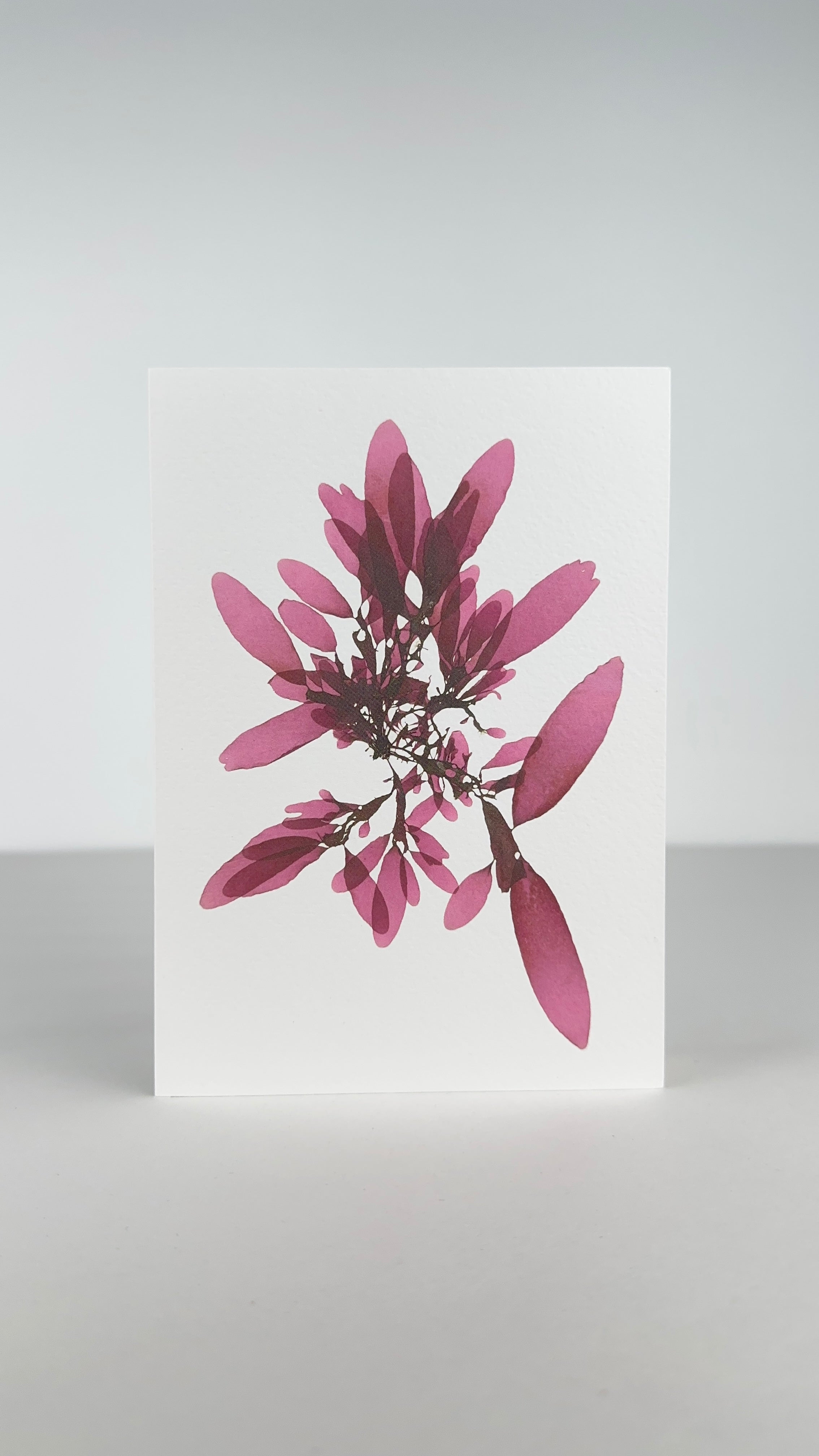 Seaweed Greeting Cards