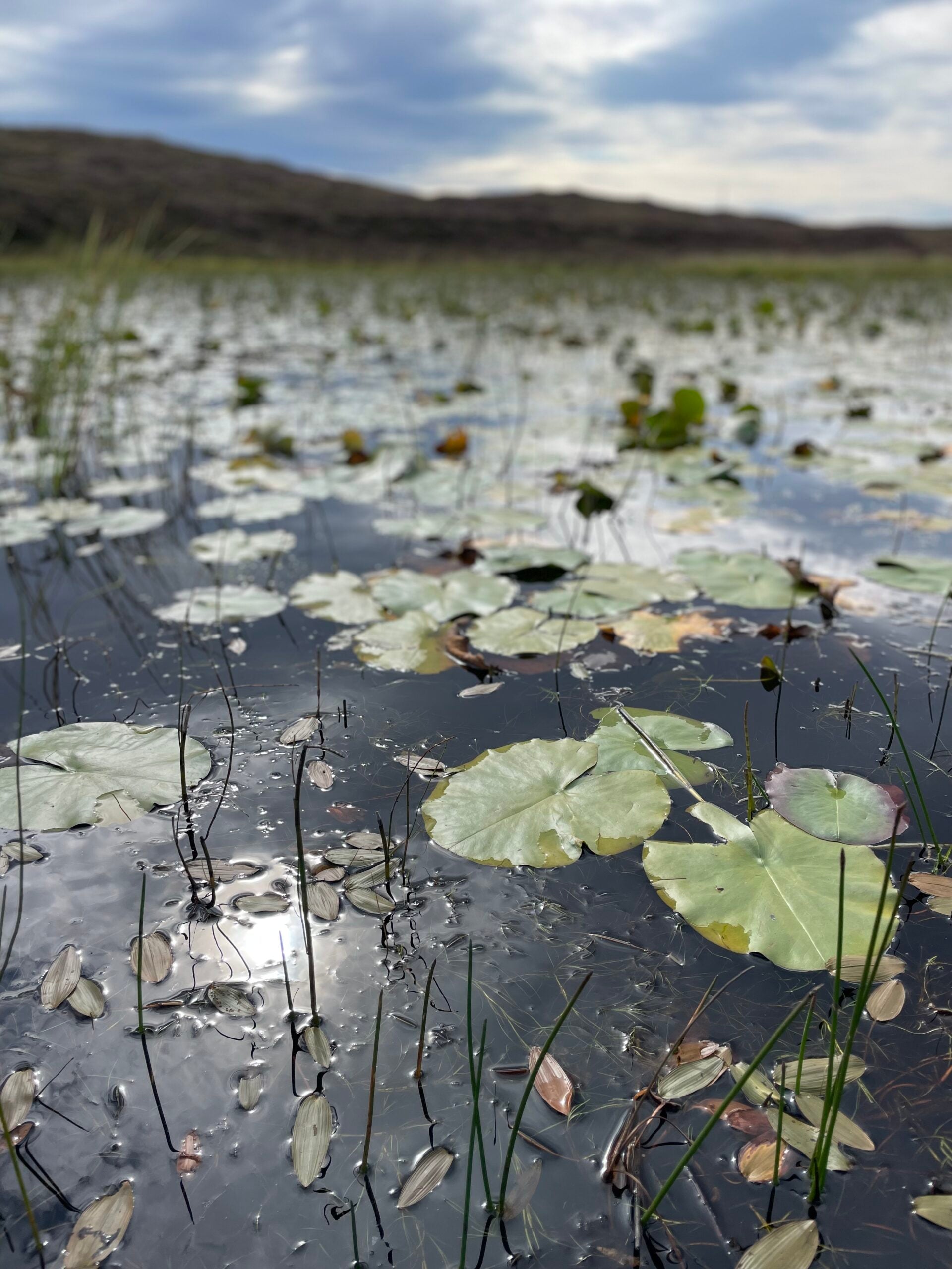 Water Lily Slipover by Meg Rodger