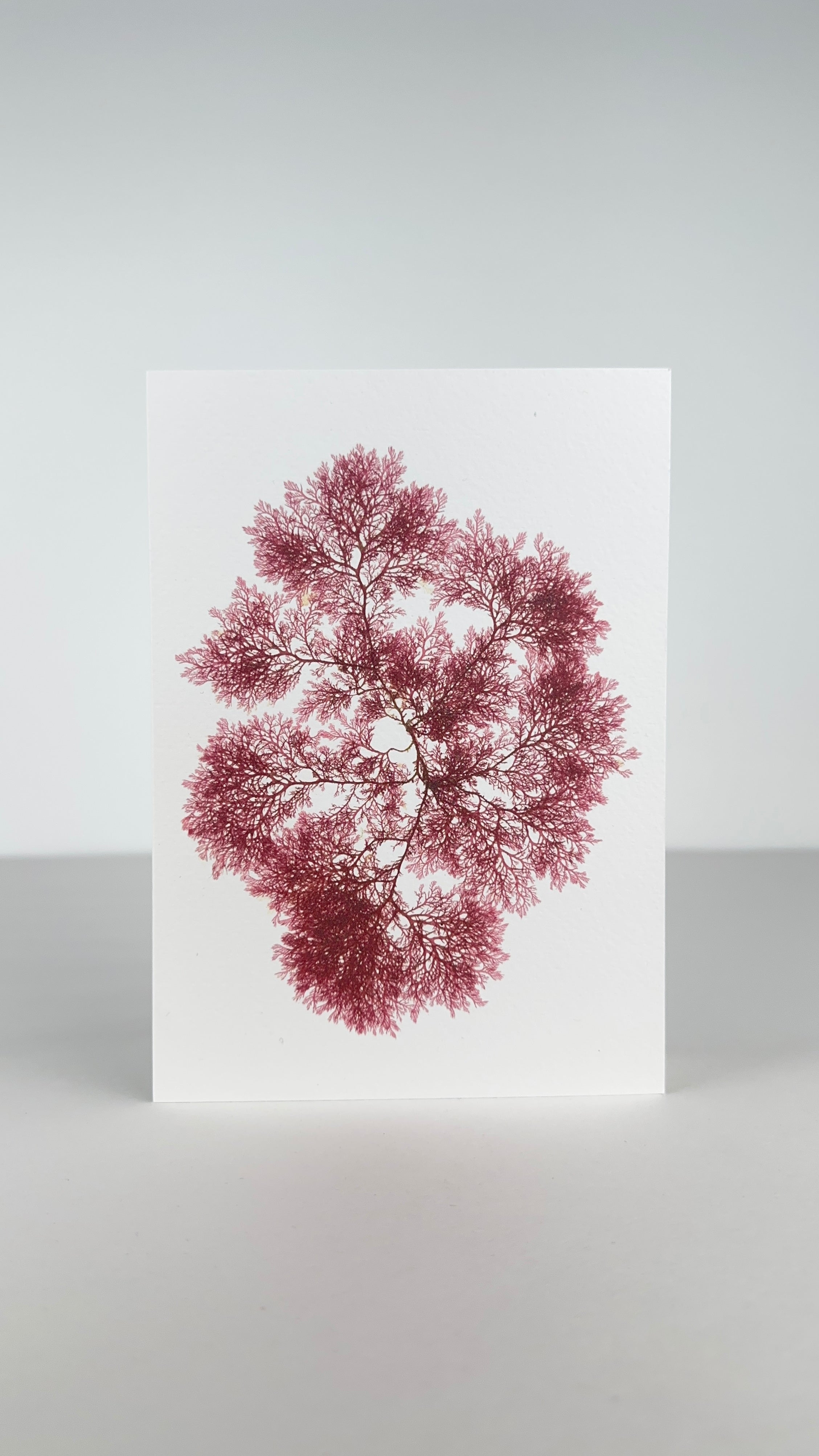 Seaweed Greeting Cards