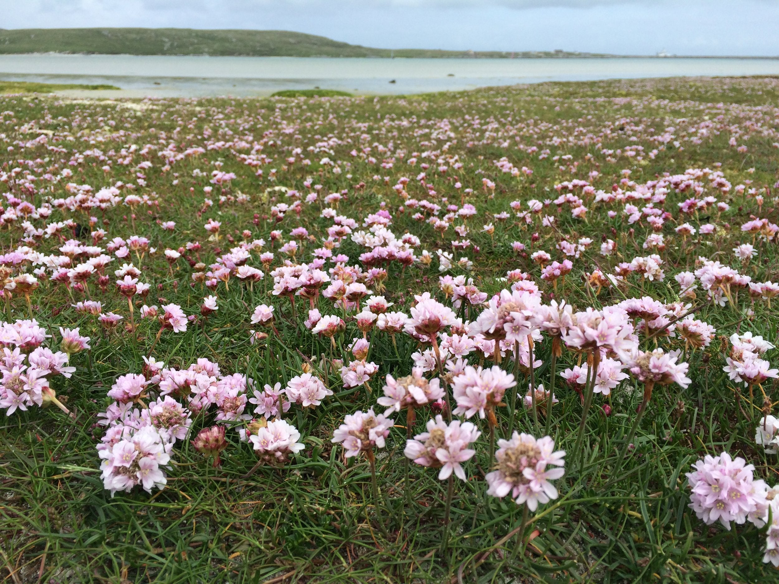 Sea Pink Hat & Mittens kit