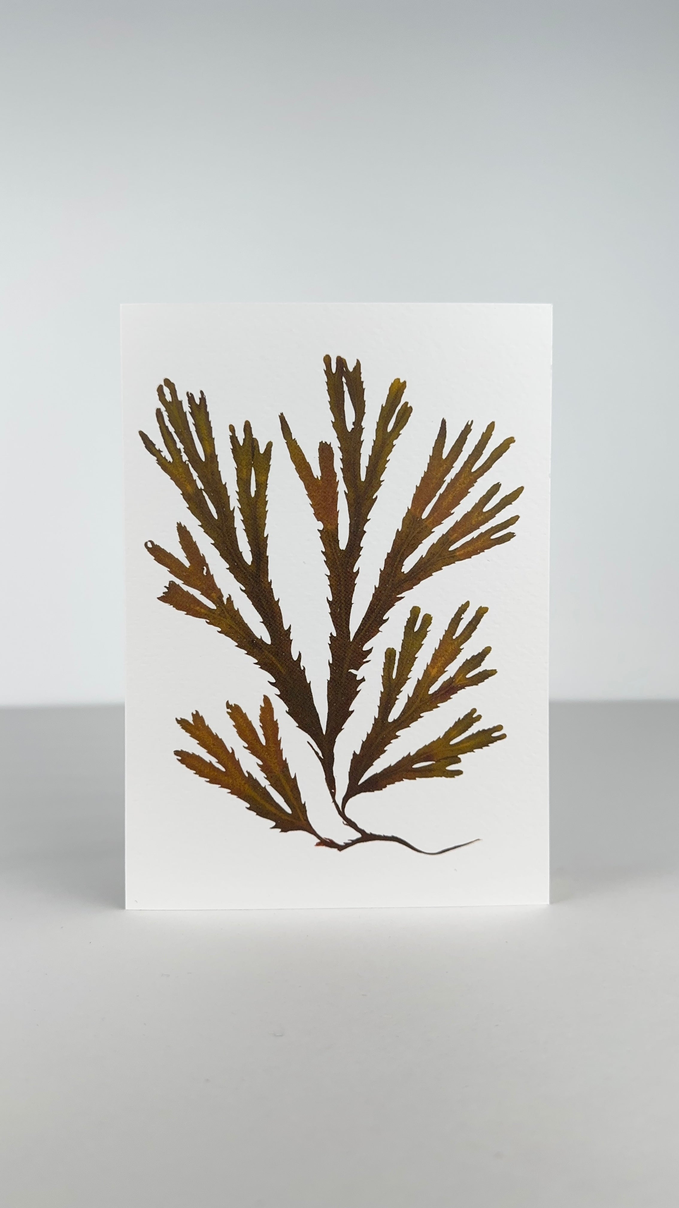 Seaweed Greeting Cards
